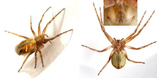 Réf. 342 985 : Philodromus sp.